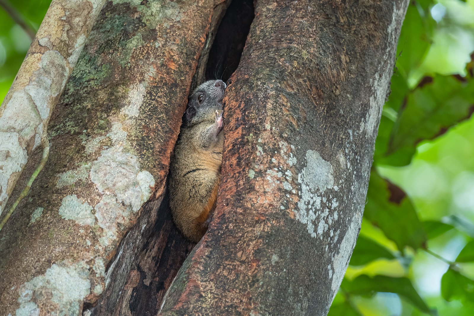 Yellow-Crowned Brush-Tailed Rat, Loreto, Peru