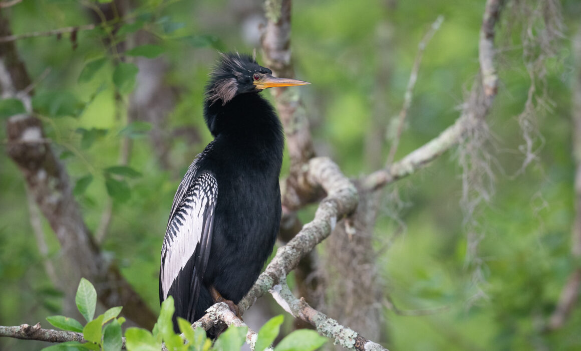 Male Anhinga, Southwestern Florida