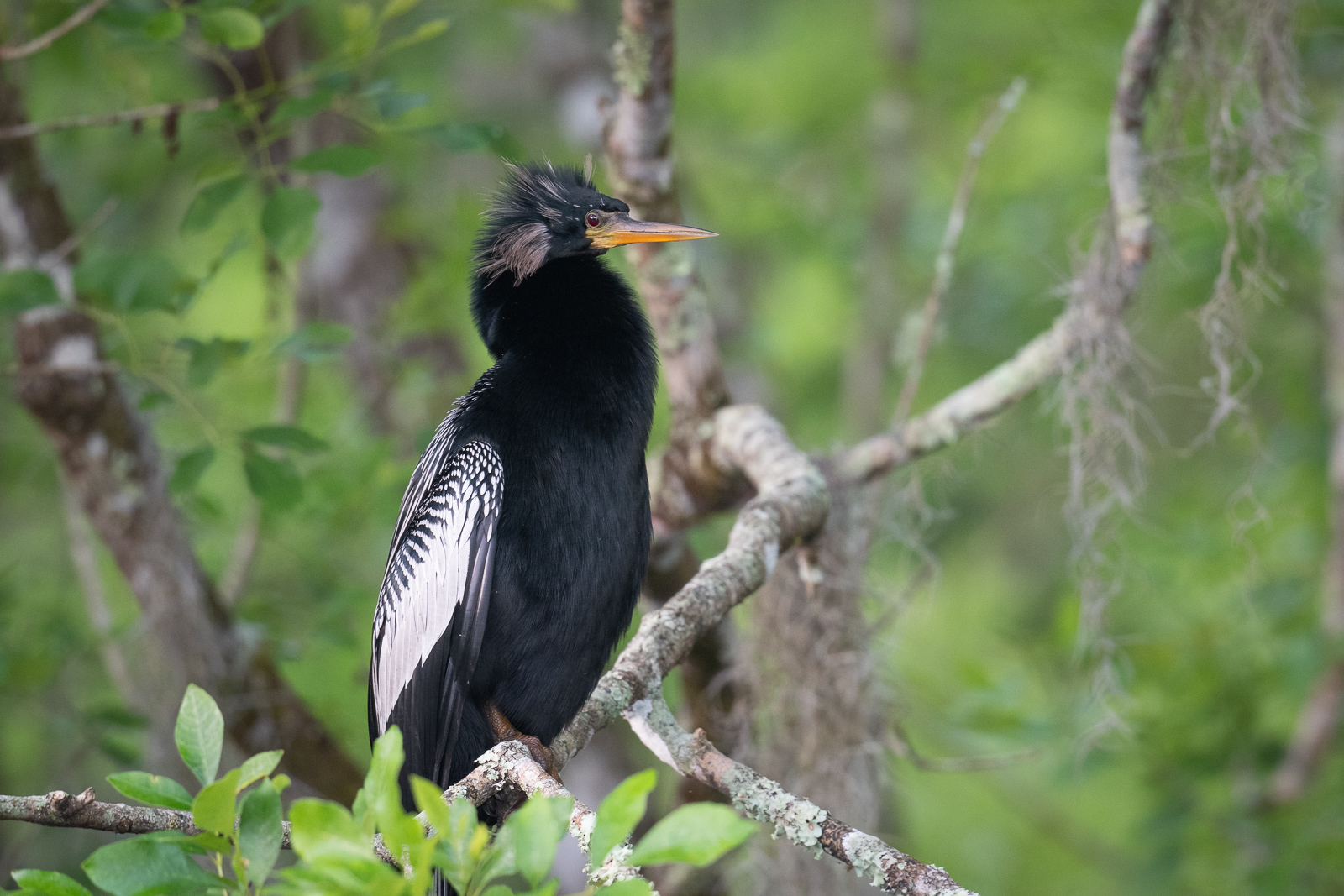 Male Anhinga, Southwestern Florida