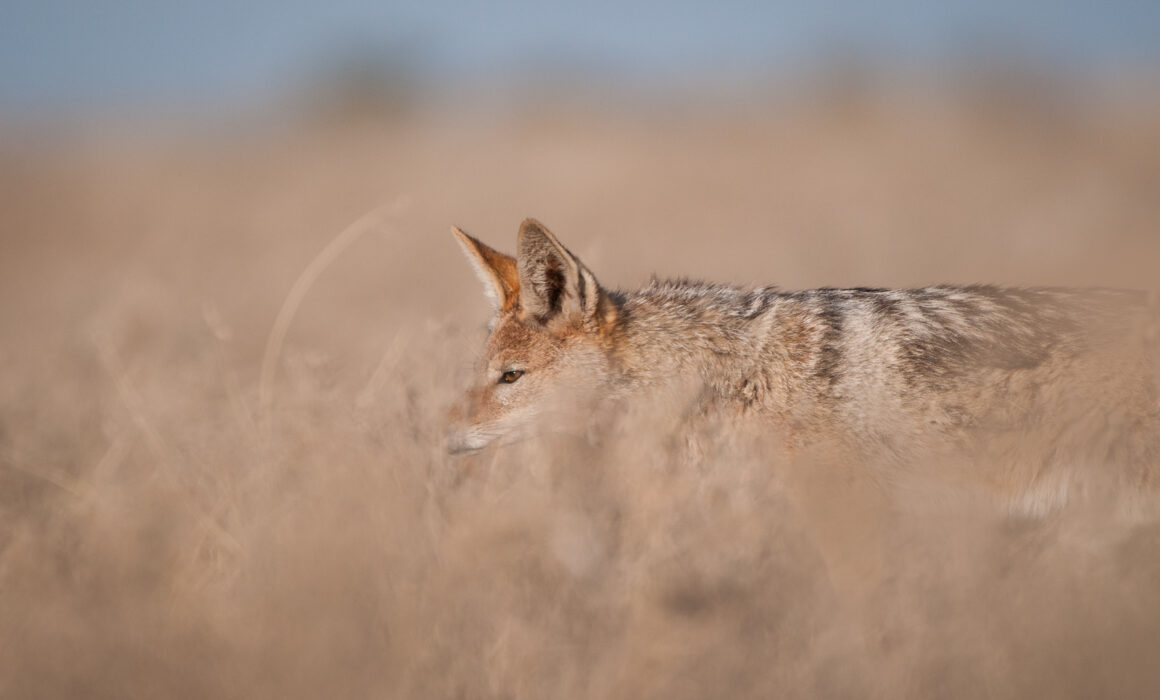 Black-Backed Jackal, Botswana
