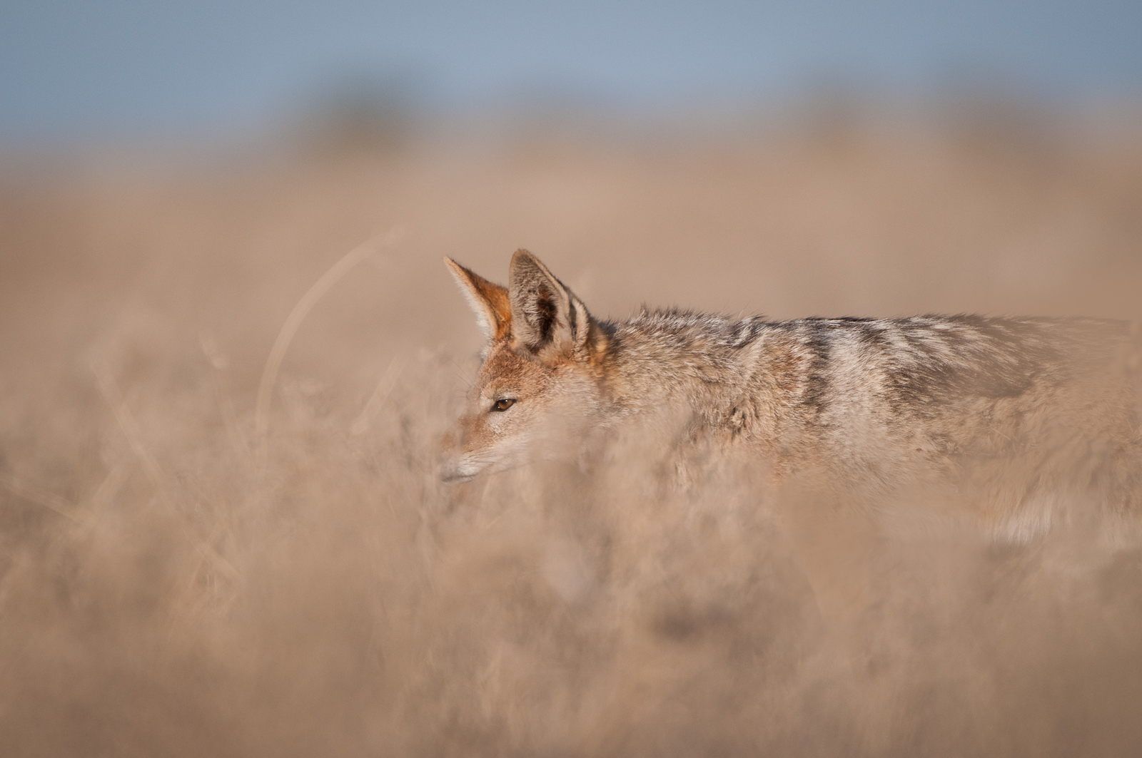 Black-Backed Jackal, Botswana