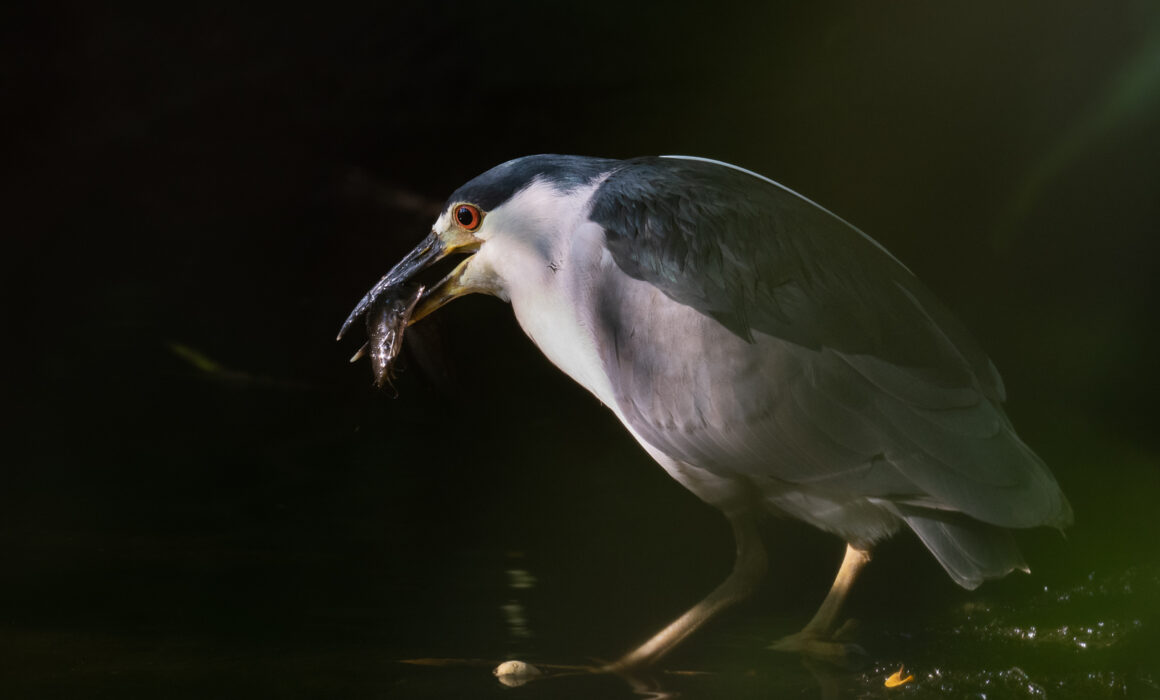 Black-Capped Night Heron with Catfish, Corkscrew Swamp, Florida