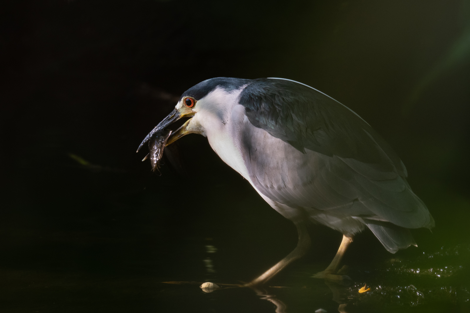 Black-Capped Night Heron with Catfish, Corkscrew Swamp, Florida