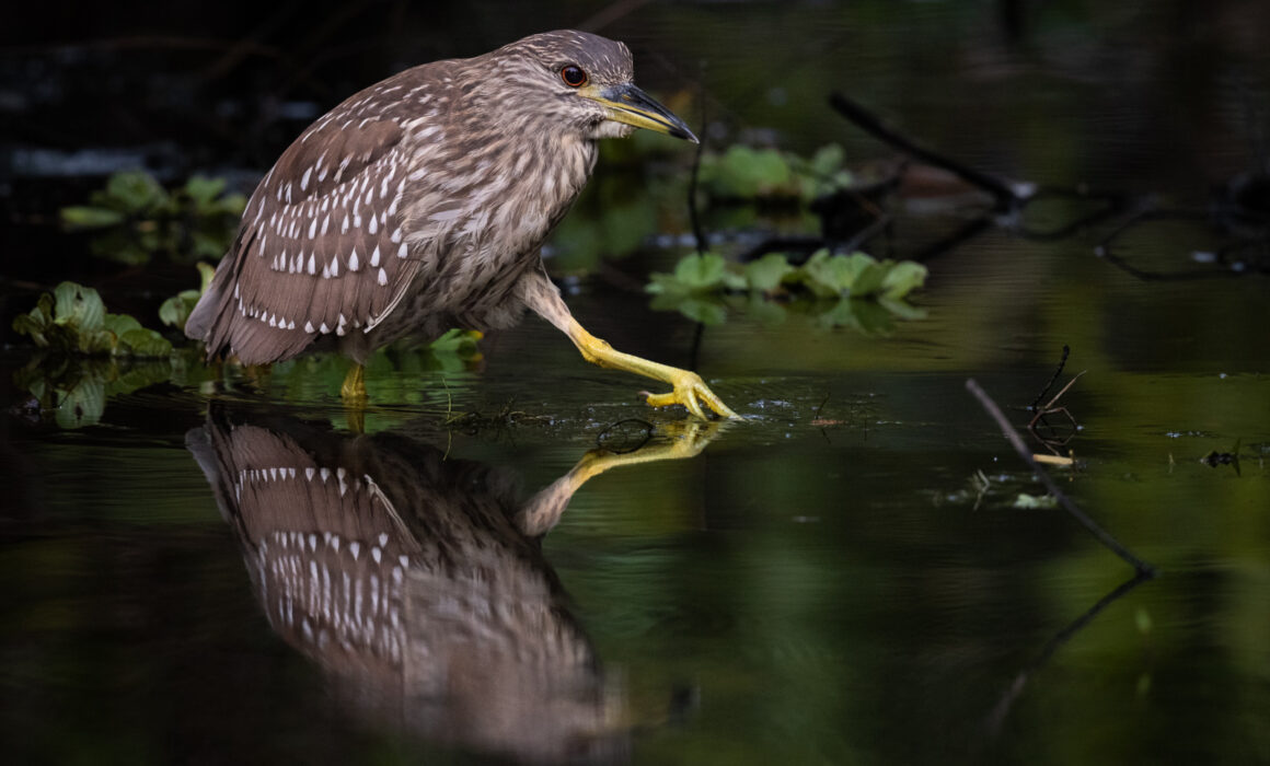 Black-Crowned Night Heron, Southwest Florida