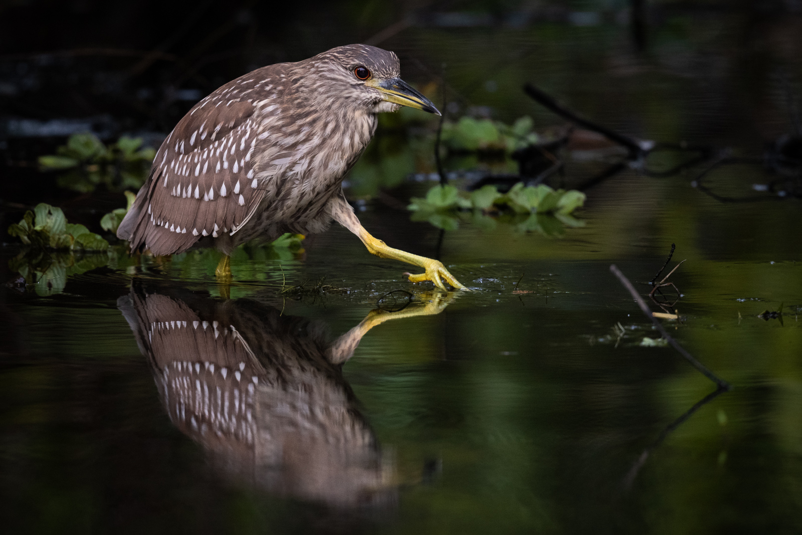 Black-Crowned Night Heron, Southwest Florida