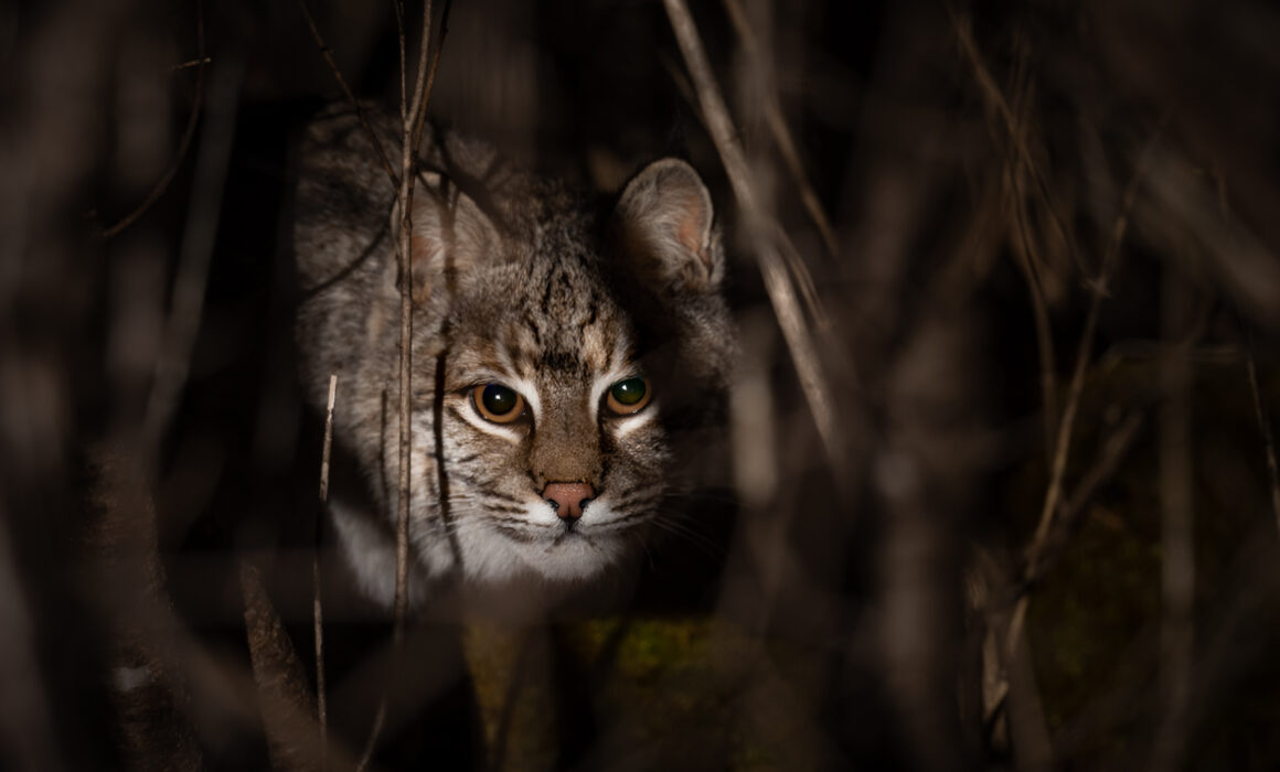 Bobcat, Farmington, Connecticut