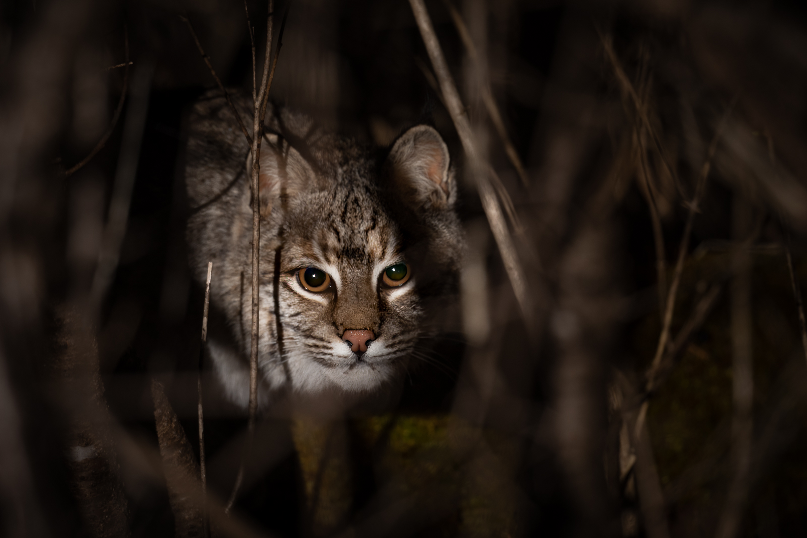 Bobcat, Farmington, Connecticut