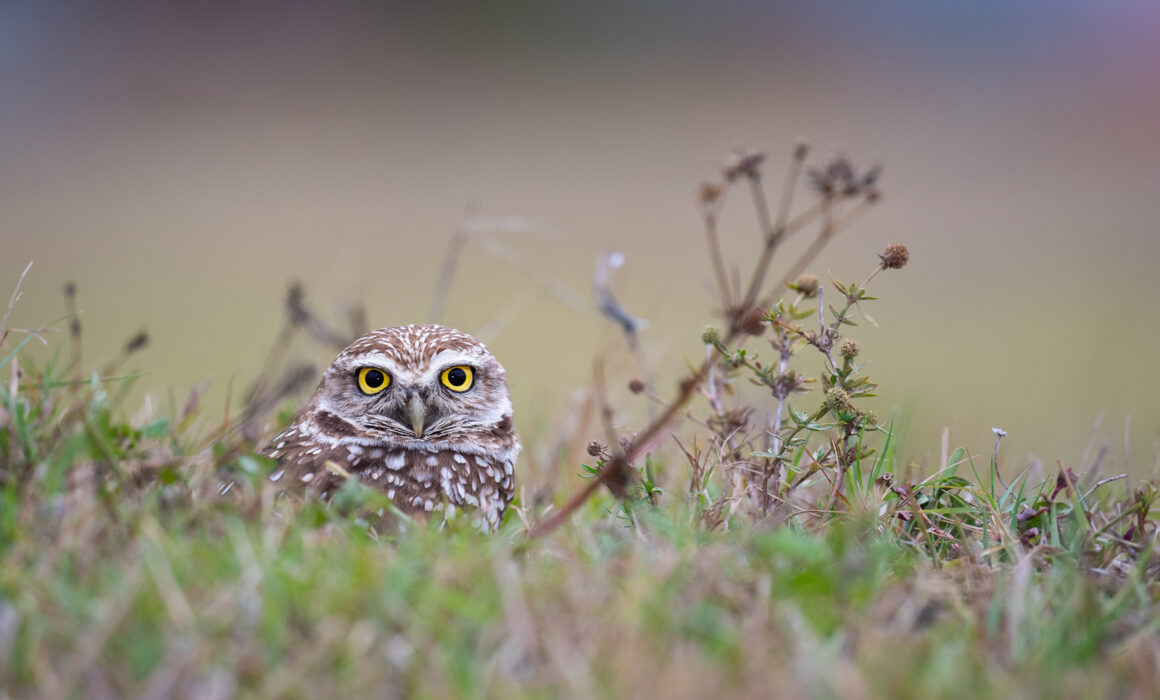 Burrowing Owl, Cape Coral, Florida