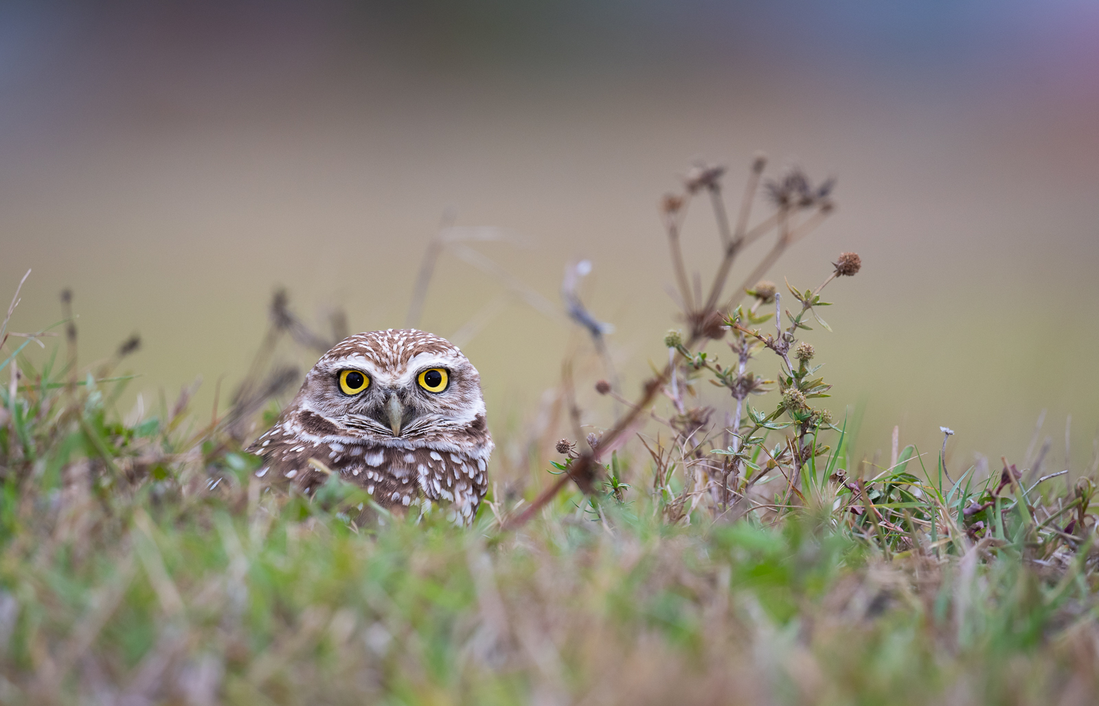 Burrowing Owl, Cape Coral, Florida