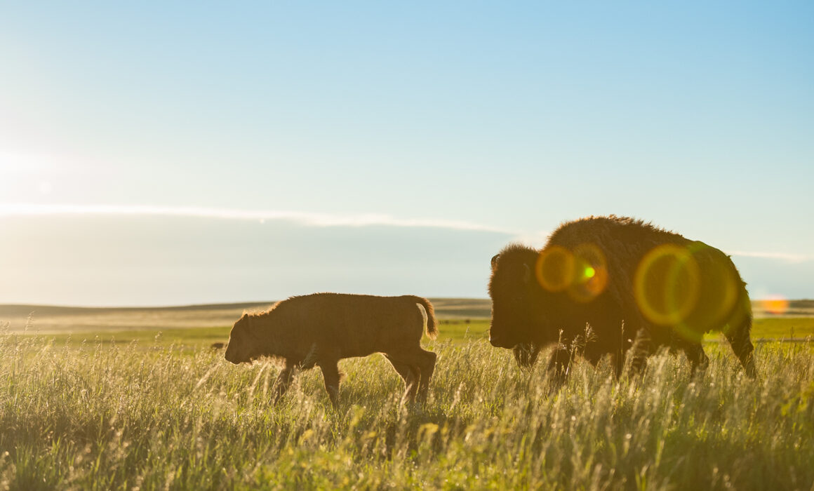 Bison Mother and Calf, Badlands National Park, South Dakota
