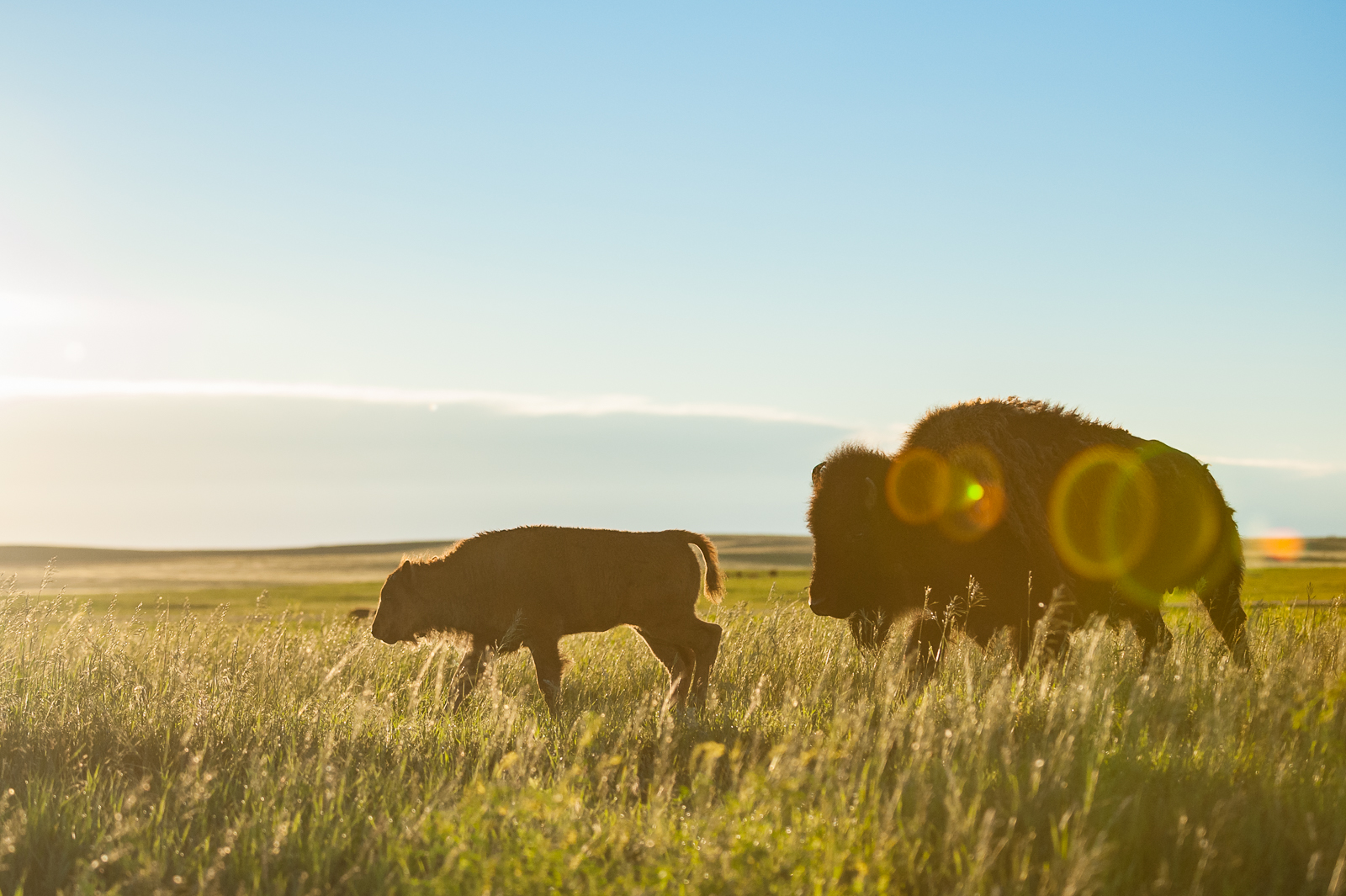 Bison Mother and Calf, Badlands National Park, South Dakota