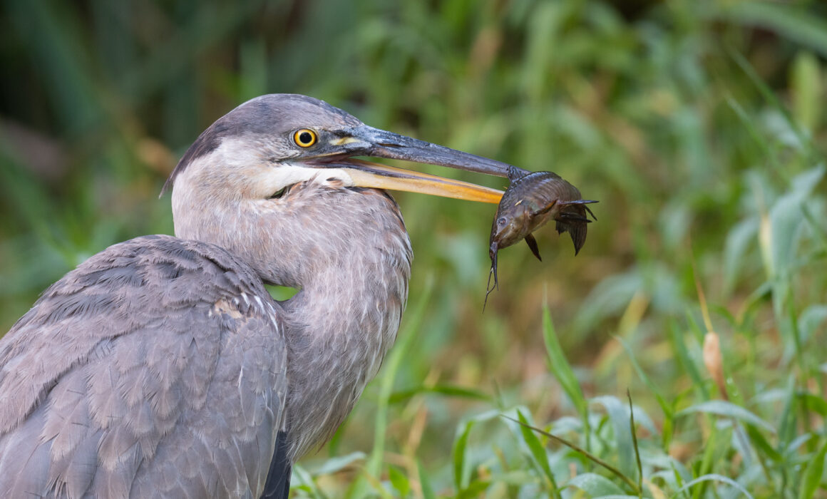 Great Blue Heron and Catfish, Florida