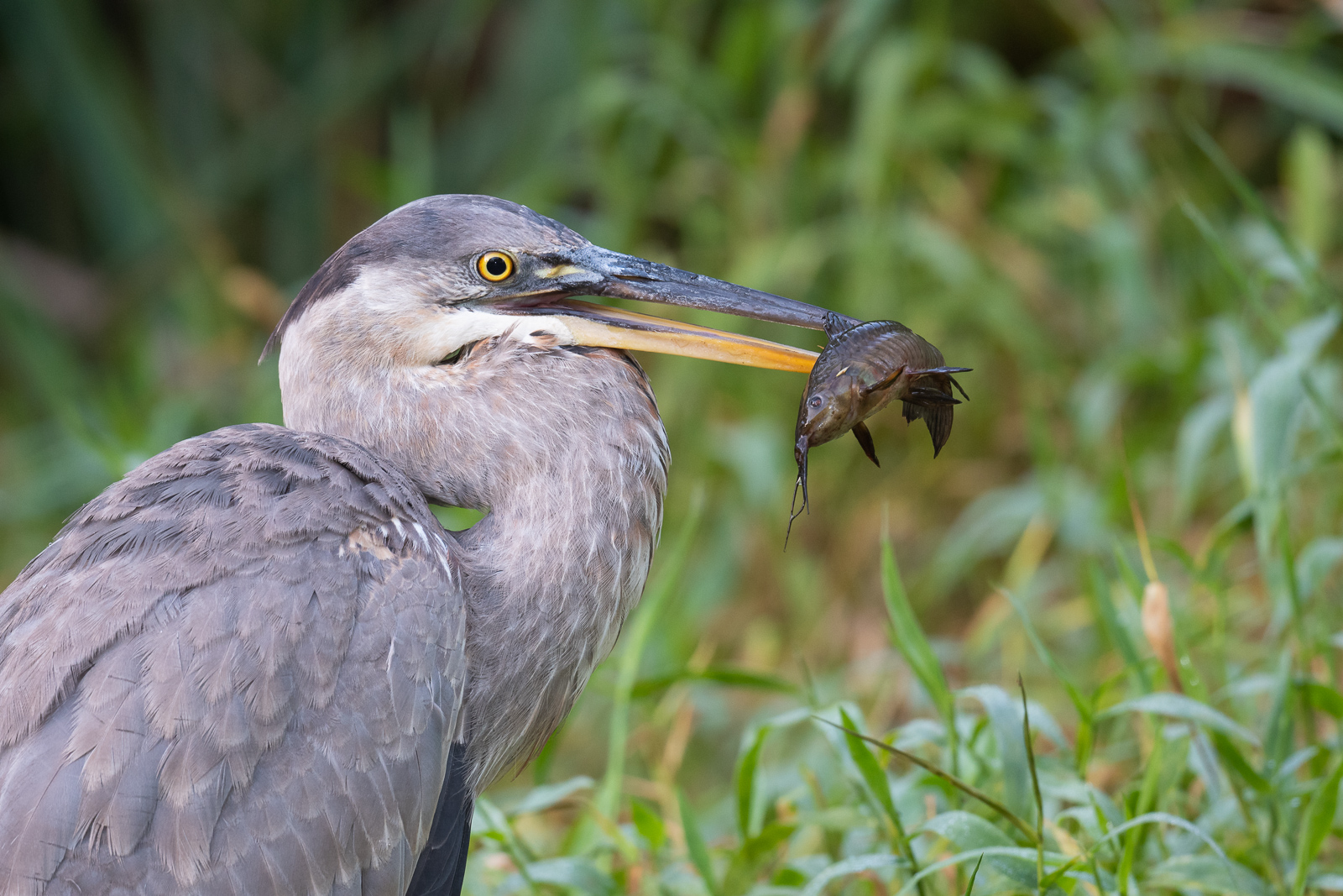 Great Blue Heron and Catfish, Florida