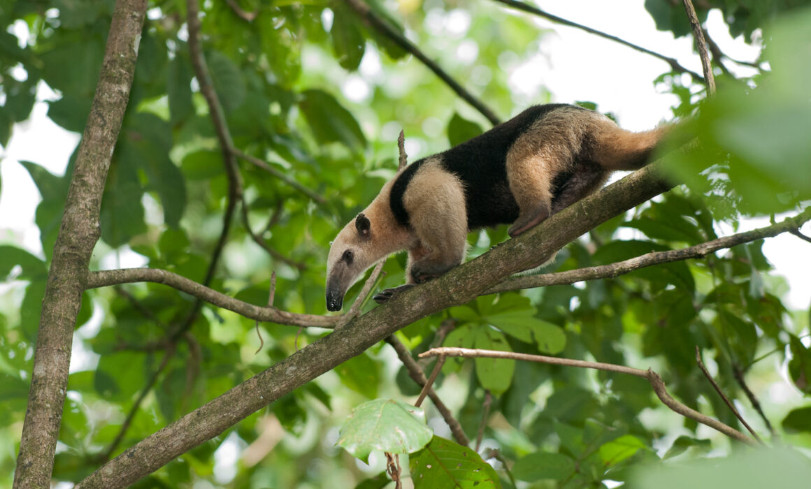 Northern Tamandua, Osa Peninsula, Costa Rica