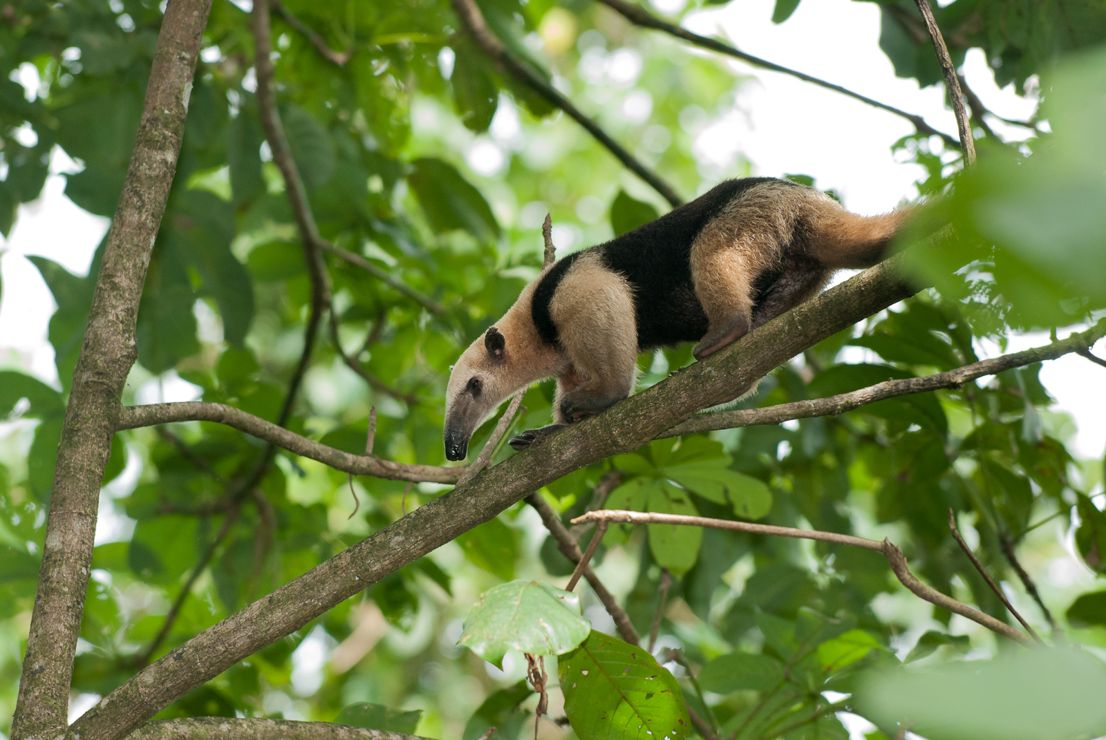 Northern Tamandua, Osa Peninsula, Costa Rica