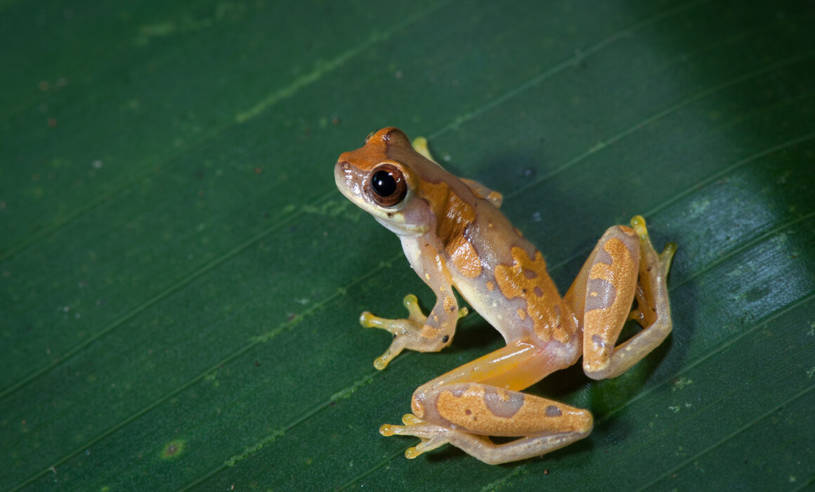 Hourglass Treefrog, Costa Rica