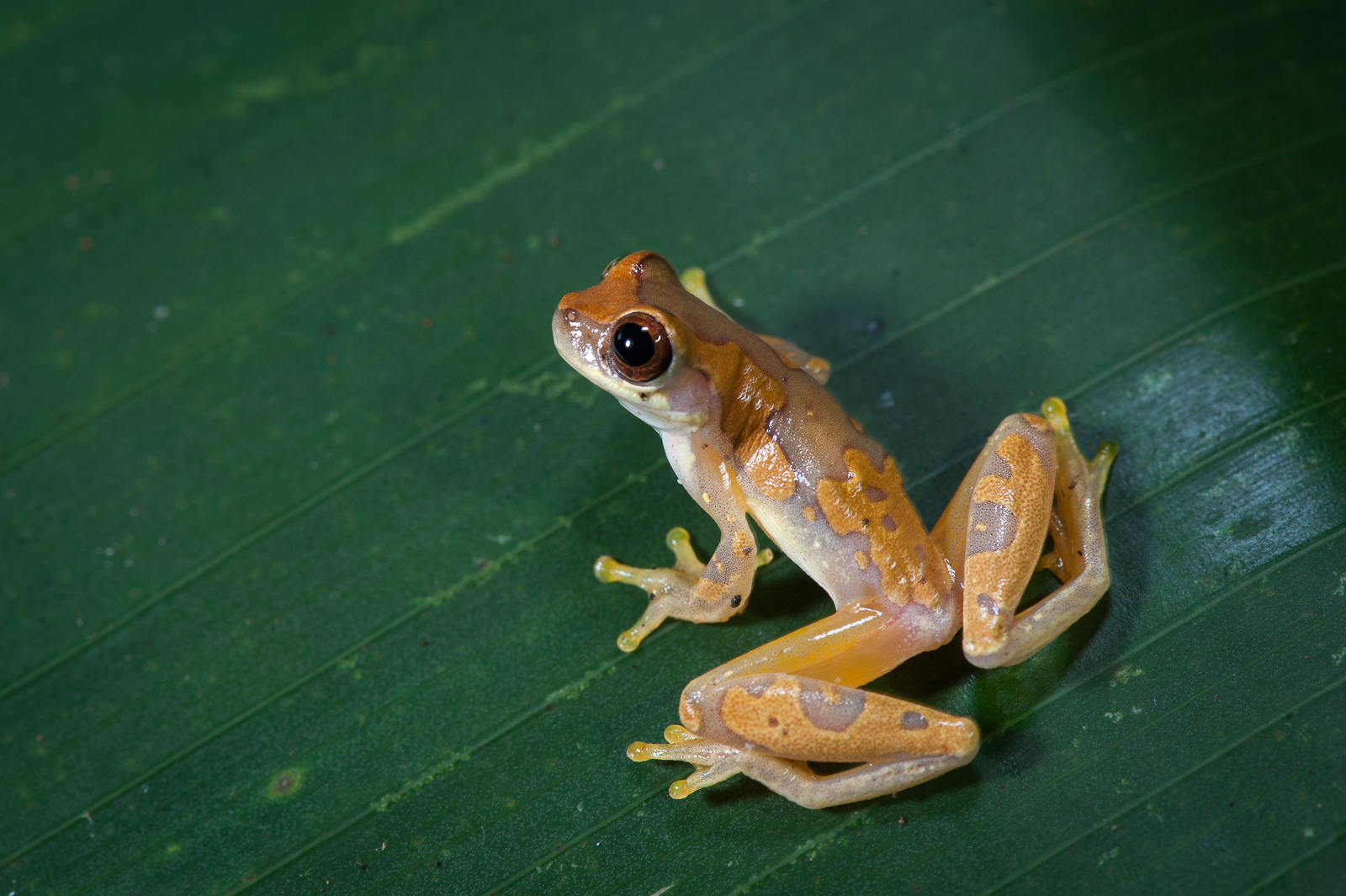 Hourglass Treefrog, Costa Rica