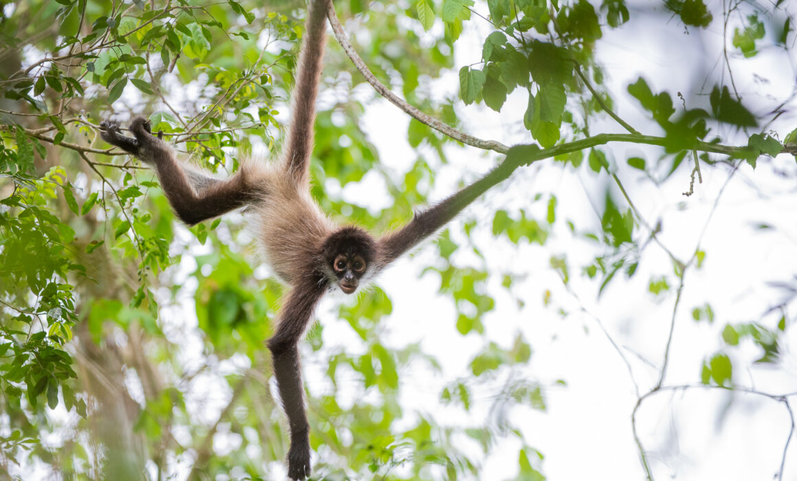 Geoffroy's Spider Monkey, Mexico