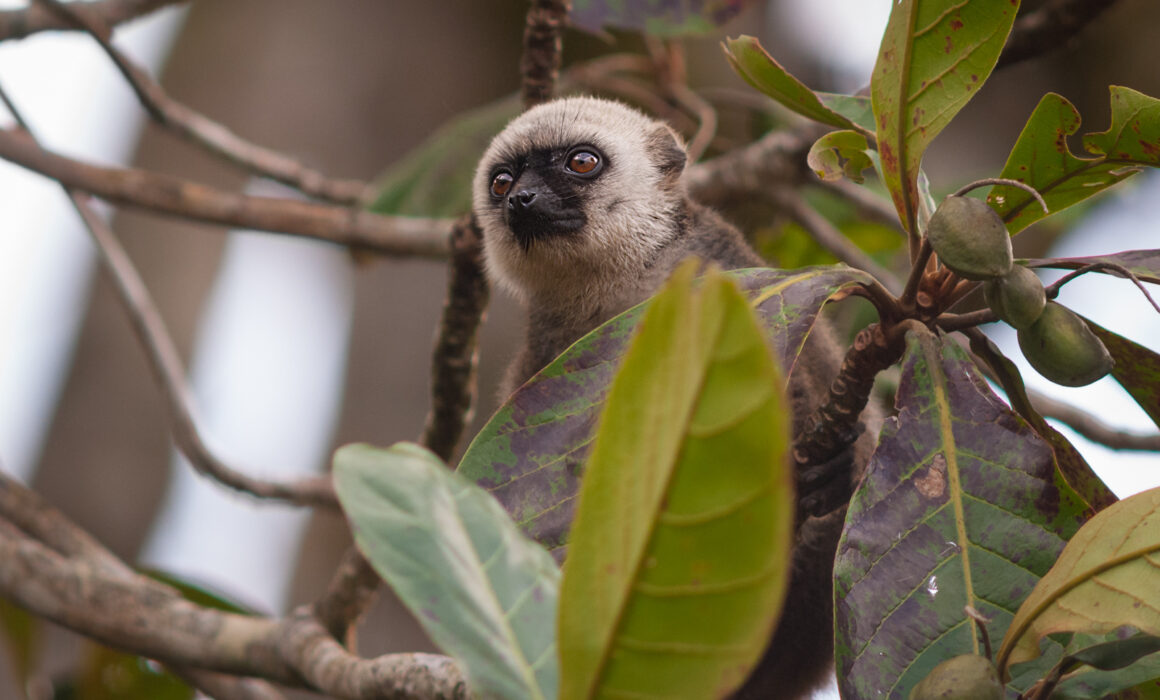 White-Fronted Brown Lemur, Nosy Mangabe, Madagascar