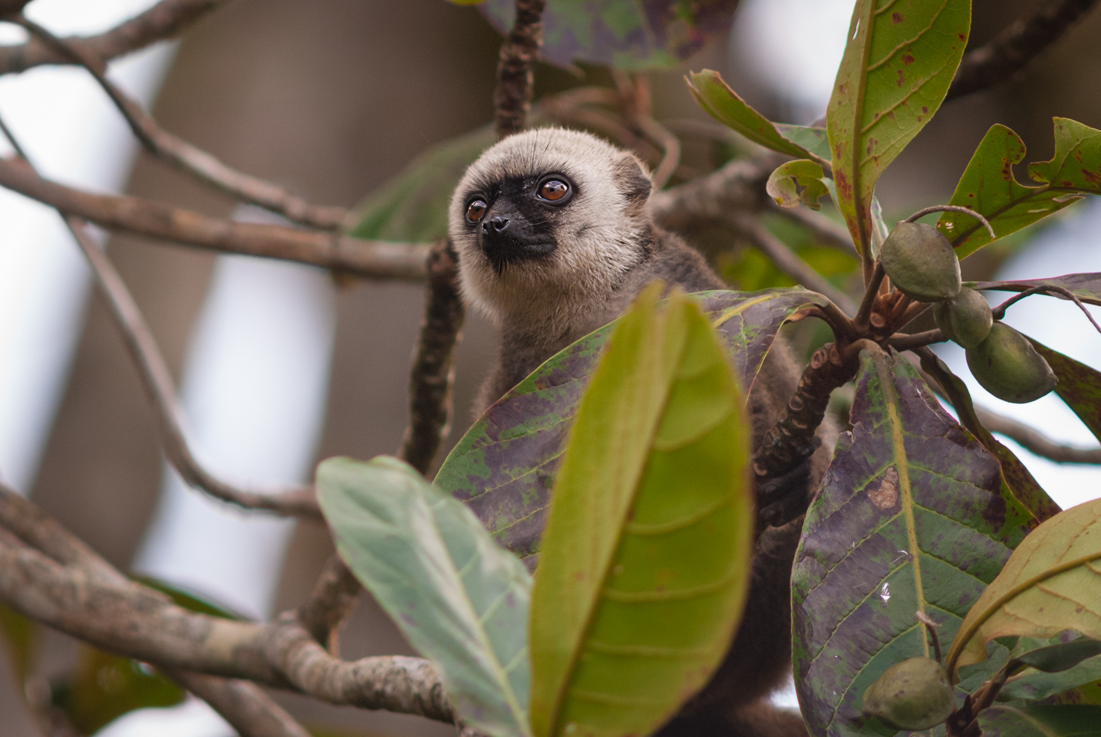 White-Fronted Brown Lemur, Nosy Mangabe, Madagascar