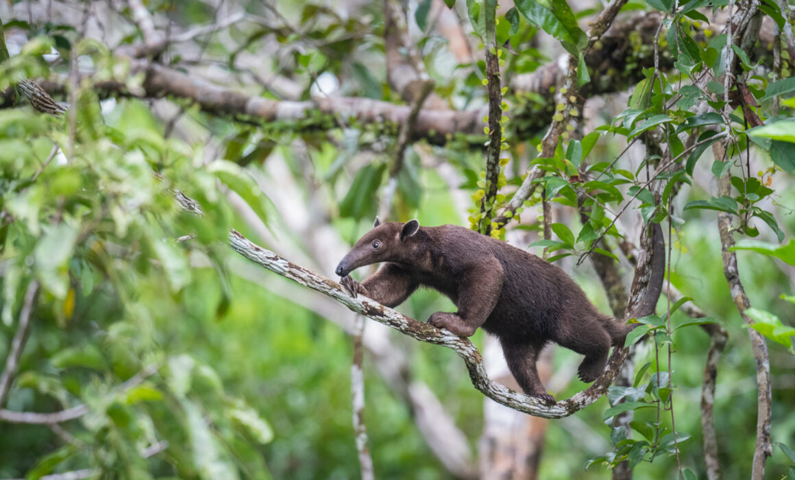 Southern Tamandua (Dark Morph), Peru