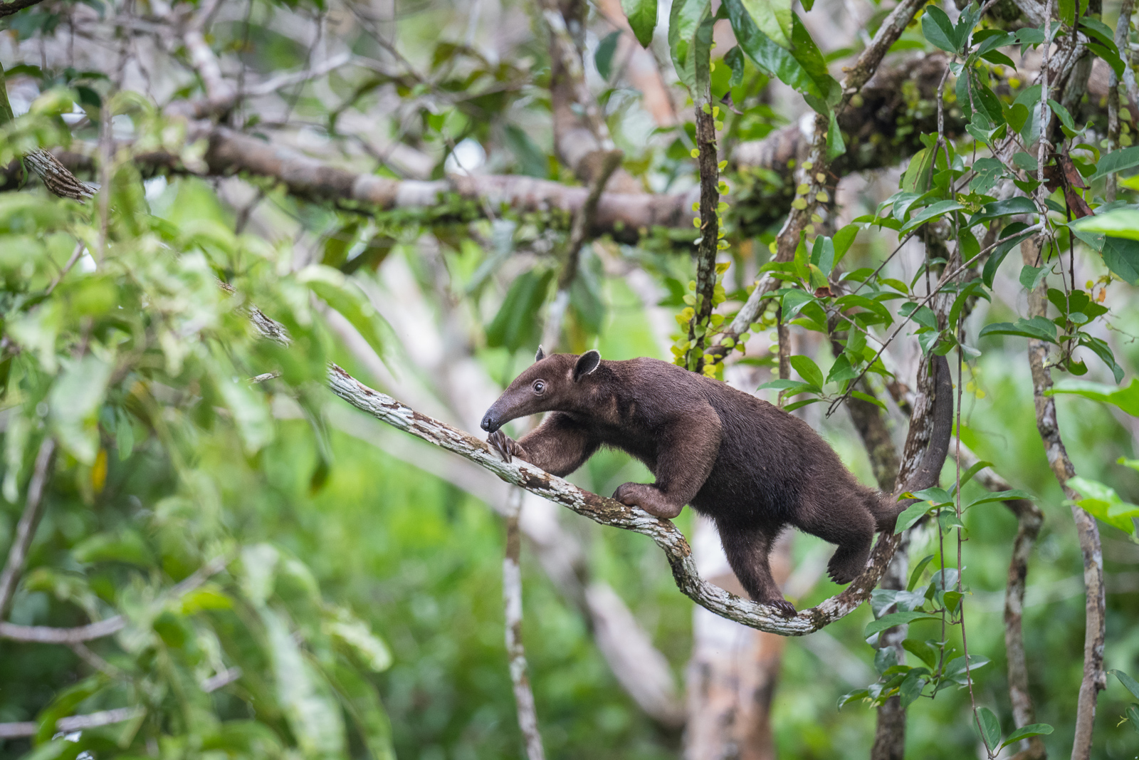 Southern Tamandua (Dark Morph), Peru