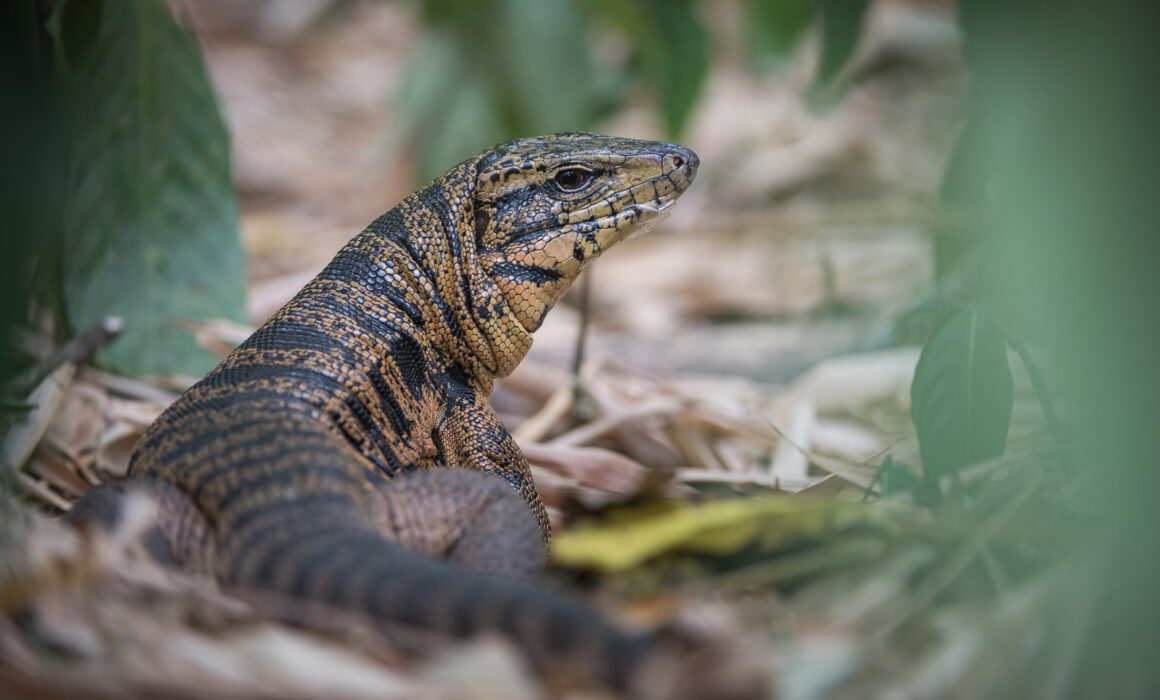 Golden Tegu Lizard, Trinidad