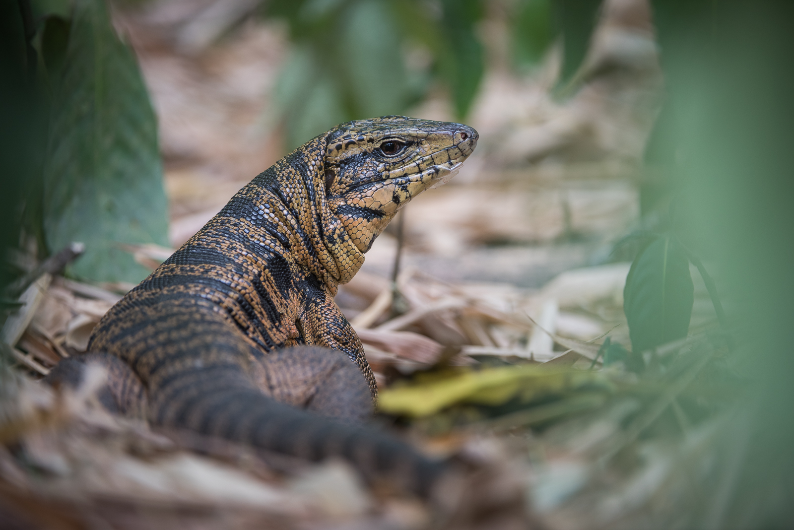 Golden Tegu Lizard, Trinidad