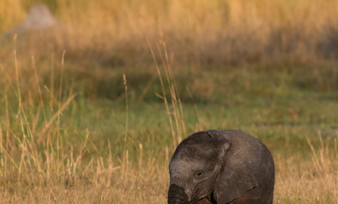 Baby Elephant, Botswana