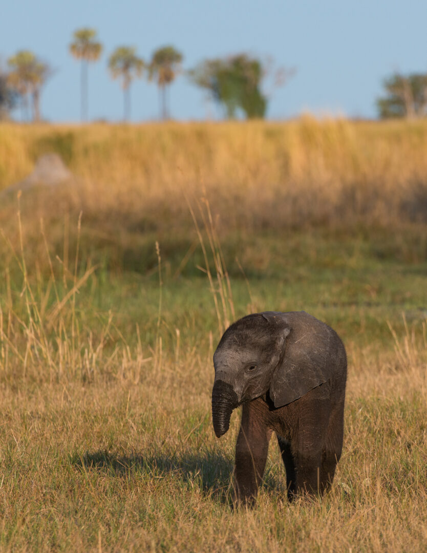 Baby Elephant, Botswana
