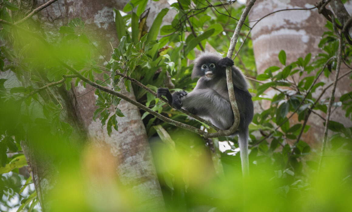 Banded Langur, Thailand