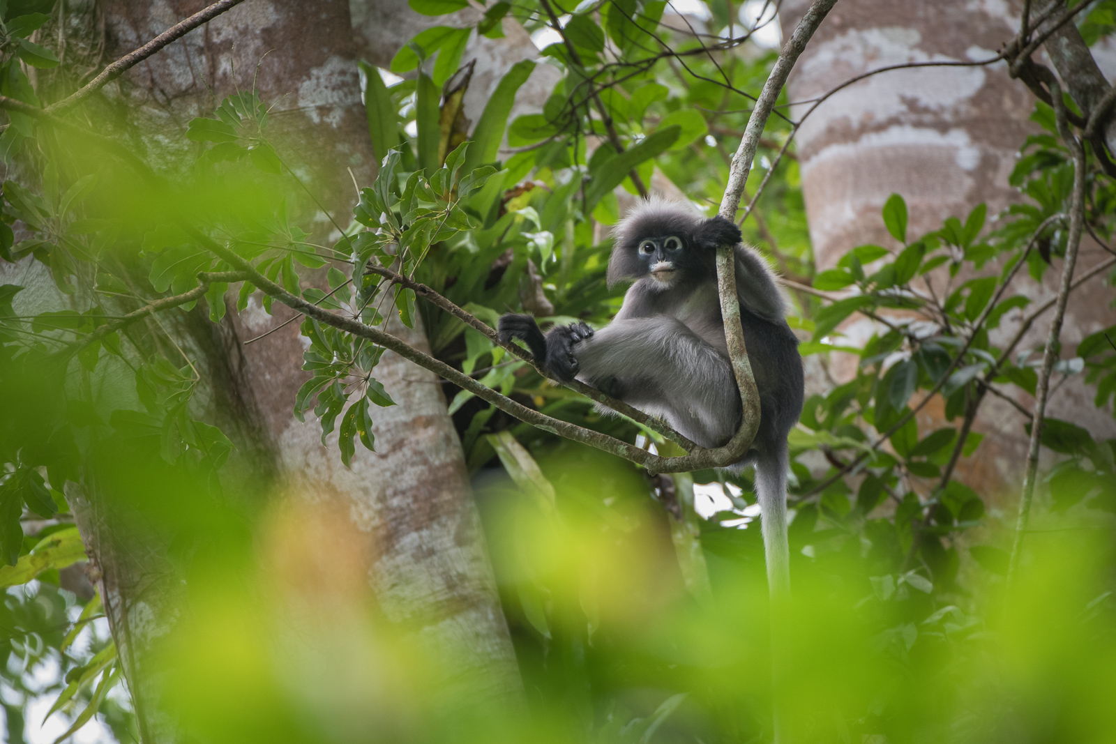 Banded Langur, Thailand
