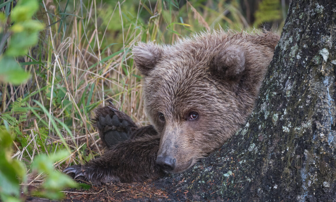 Coastal Brown Bear, Lake Clark National Park, Alaska