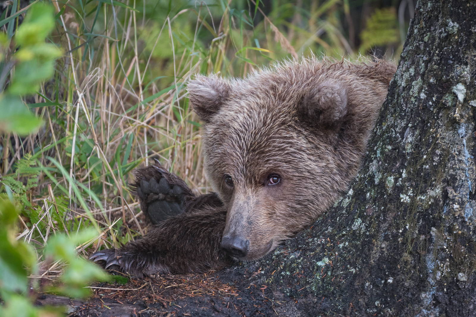 Coastal Brown Bear, Lake Clark National Park, Alaska