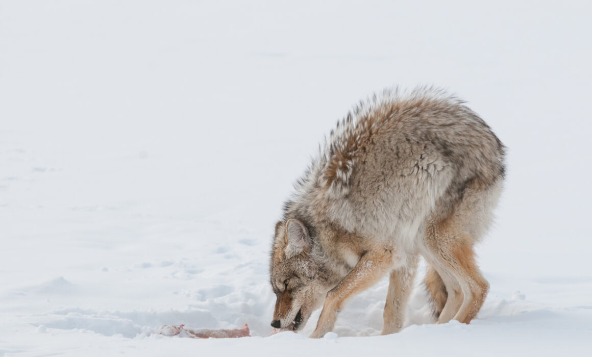 Coyote, Yellowstone National Park, Wyoming