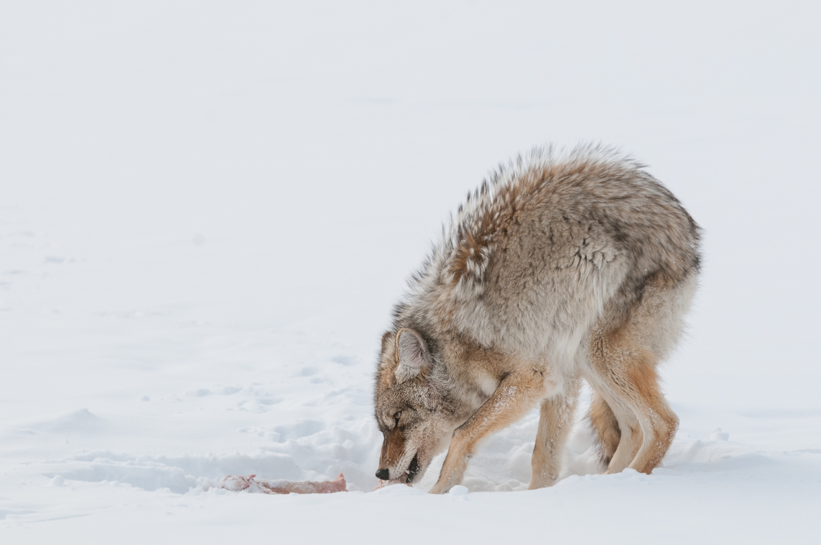 Coyote, Yellowstone National Park, Wyoming