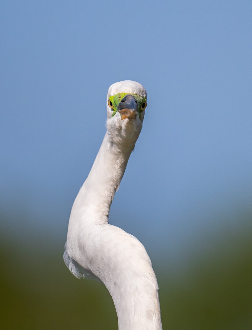 Great Egret, Southwest Florida