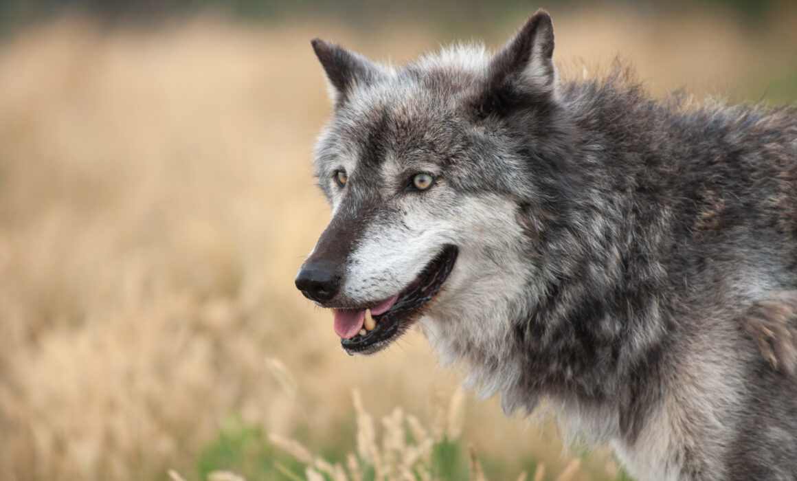 Grey Wolf, South Dakota