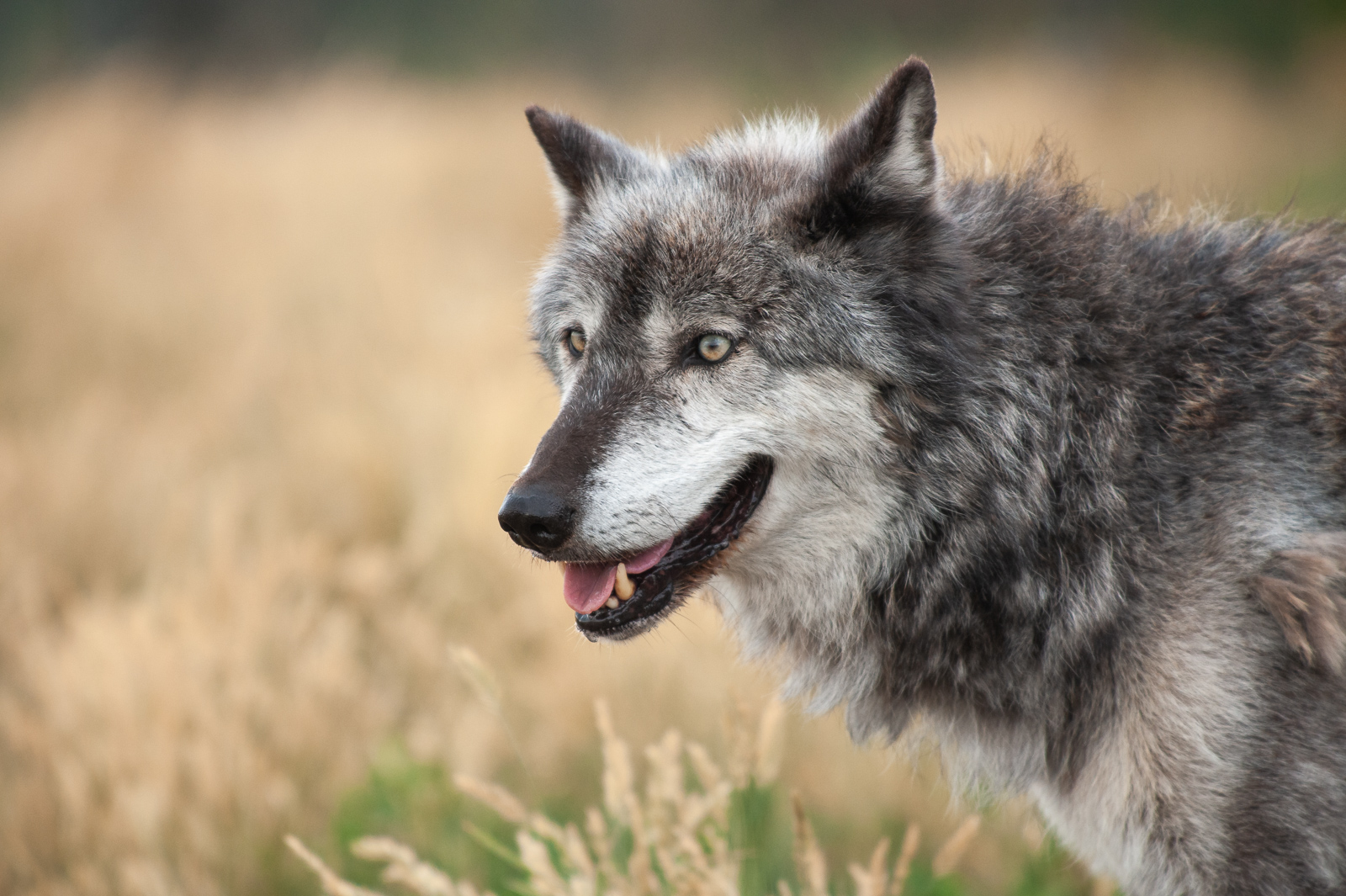 Grey Wolf, South Dakota