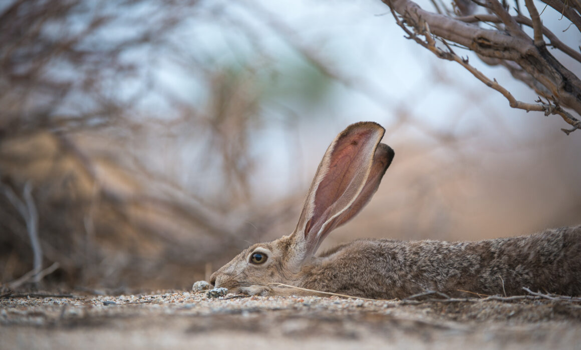 Black-Tailed Jackrabbit, Anza-Borrego Desert State Park, California