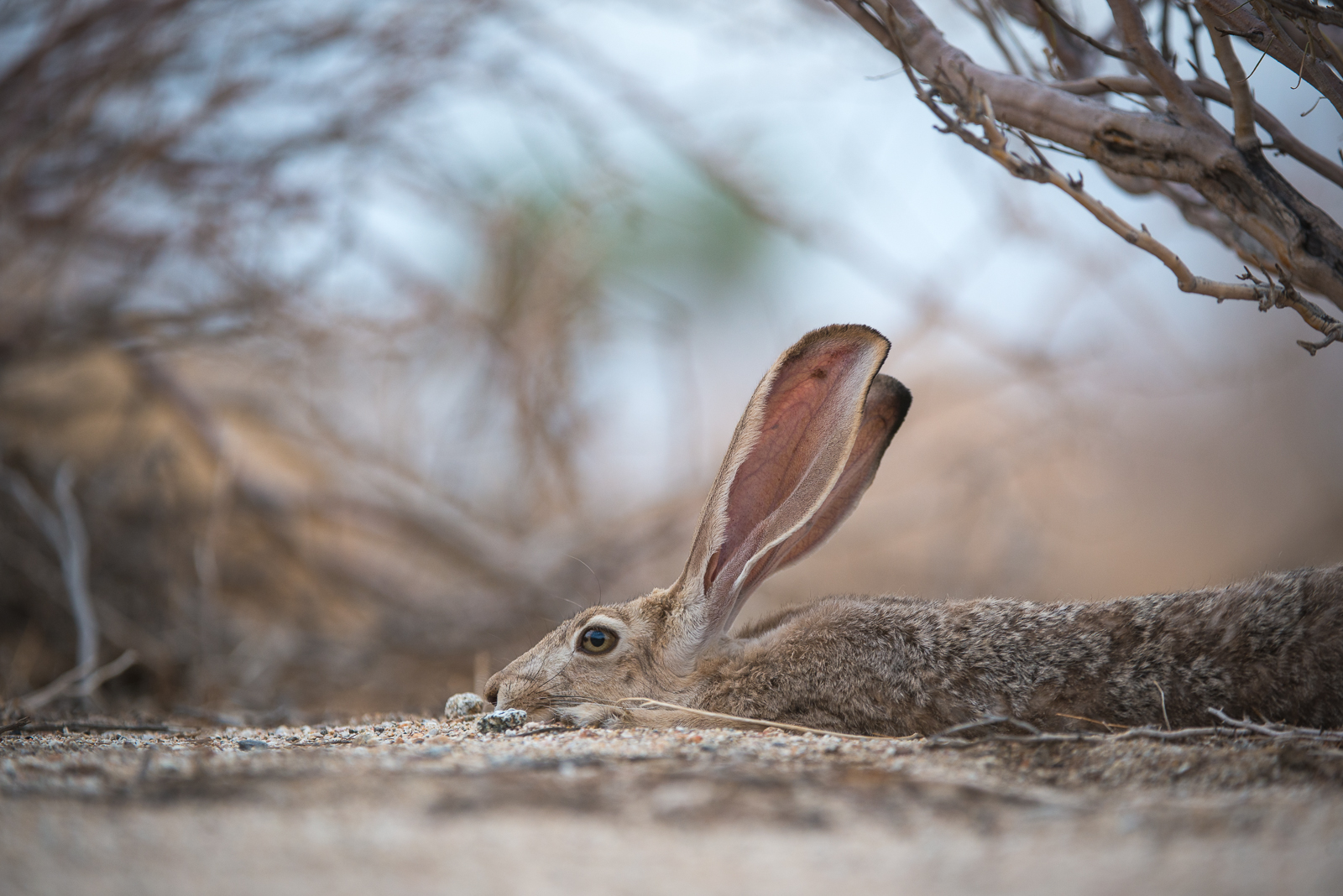 Black-Tailed Jackrabbit, Anza-Borrego Desert State Park, California
