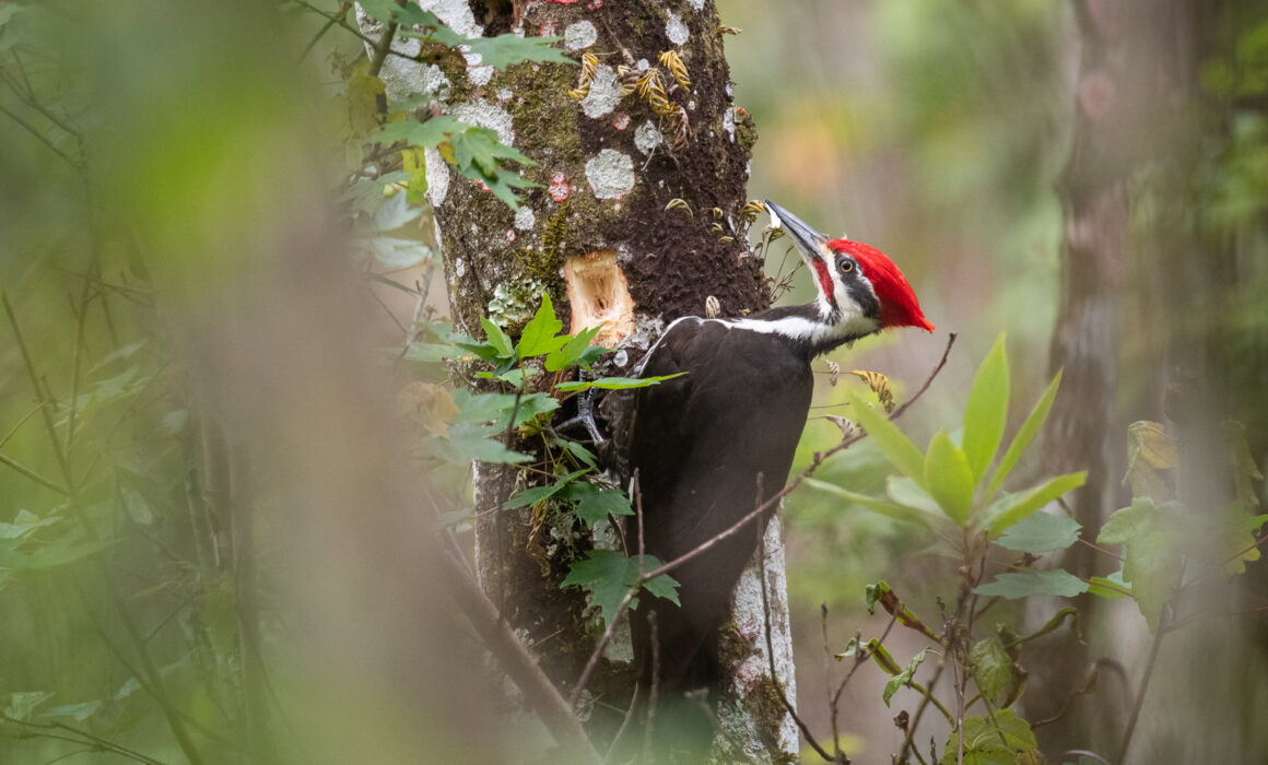 Pileated Woodpecker, Southwest Florida