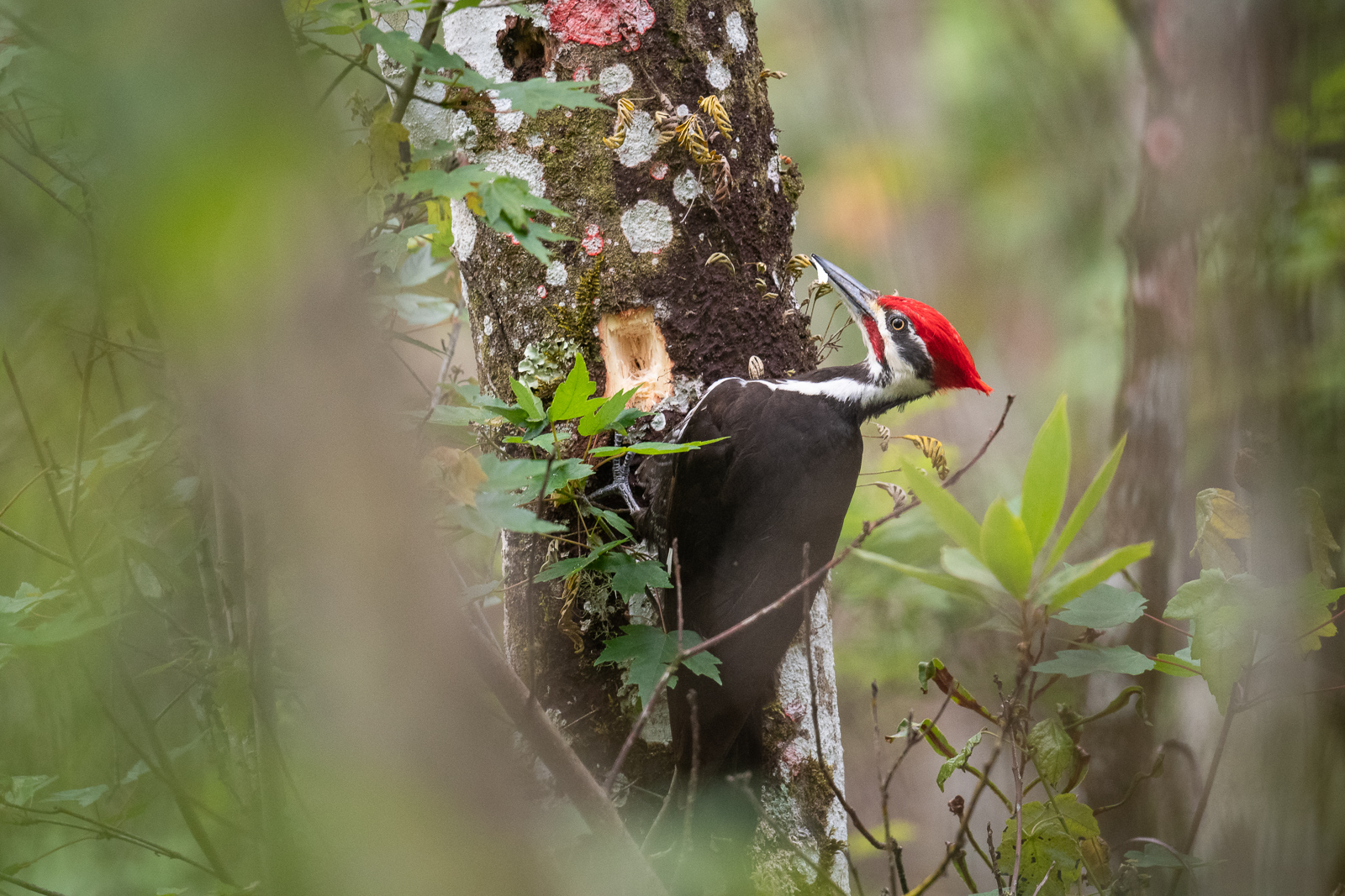 Pileated Woodpecker, Southwest Florida