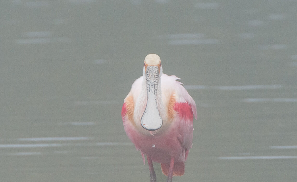Roseate Spoonbill in Mist, Captiva Island, Florida