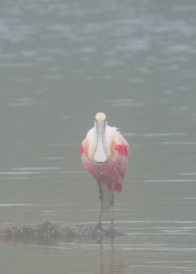 Roseate Spoonbill in Mist, Captiva Island, Florida