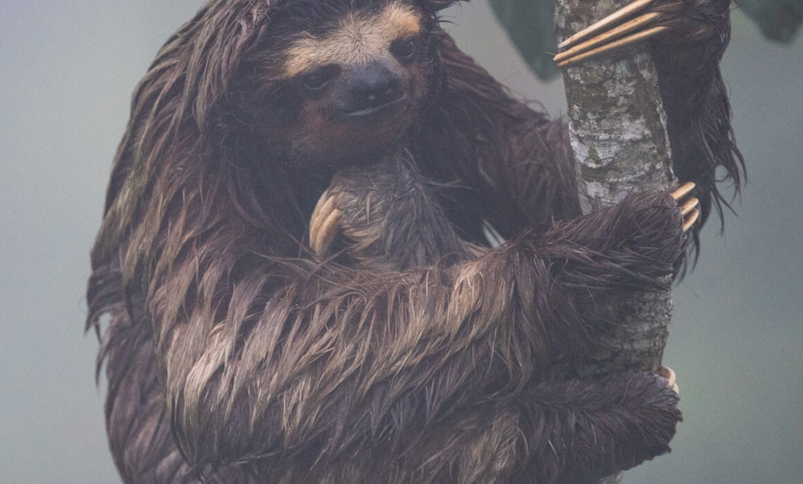 Three Toed Sloth, Panama