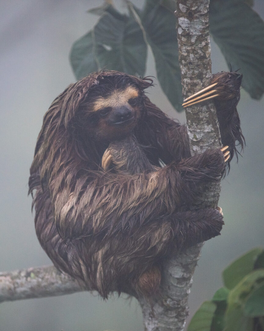 Three Toed Sloth, Panama