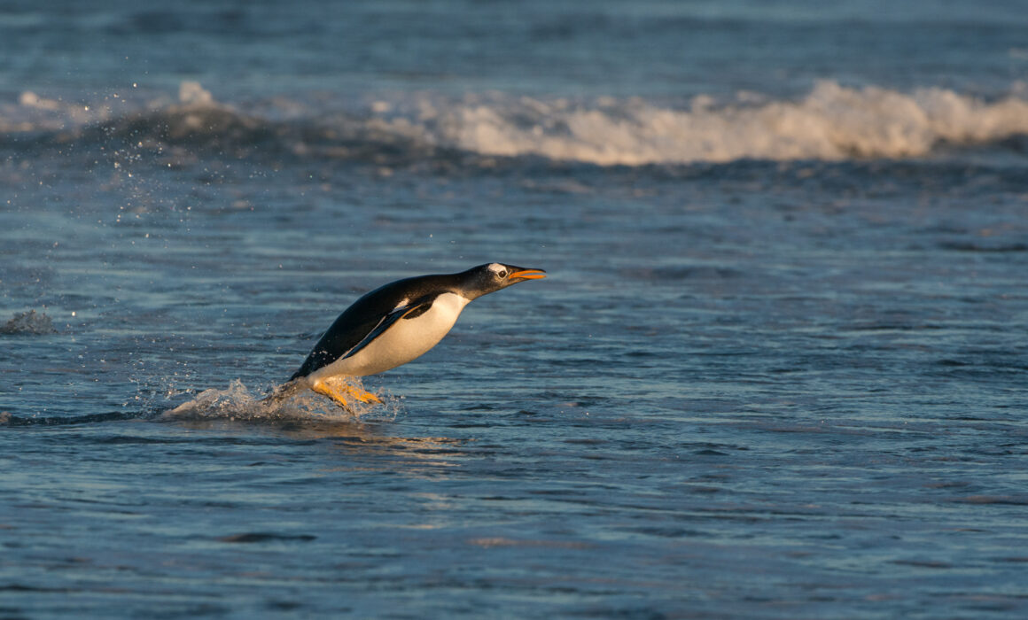 Gentoo Penguin, Sea Lion Island, Falkland Islands