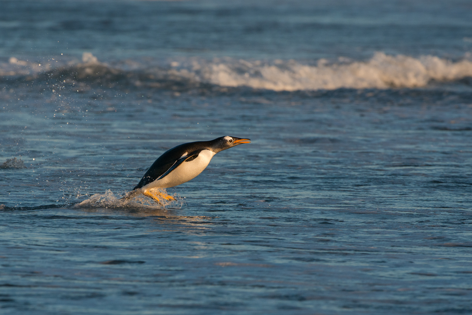 Gentoo Penguin, Sea Lion Island, Falkland Islands