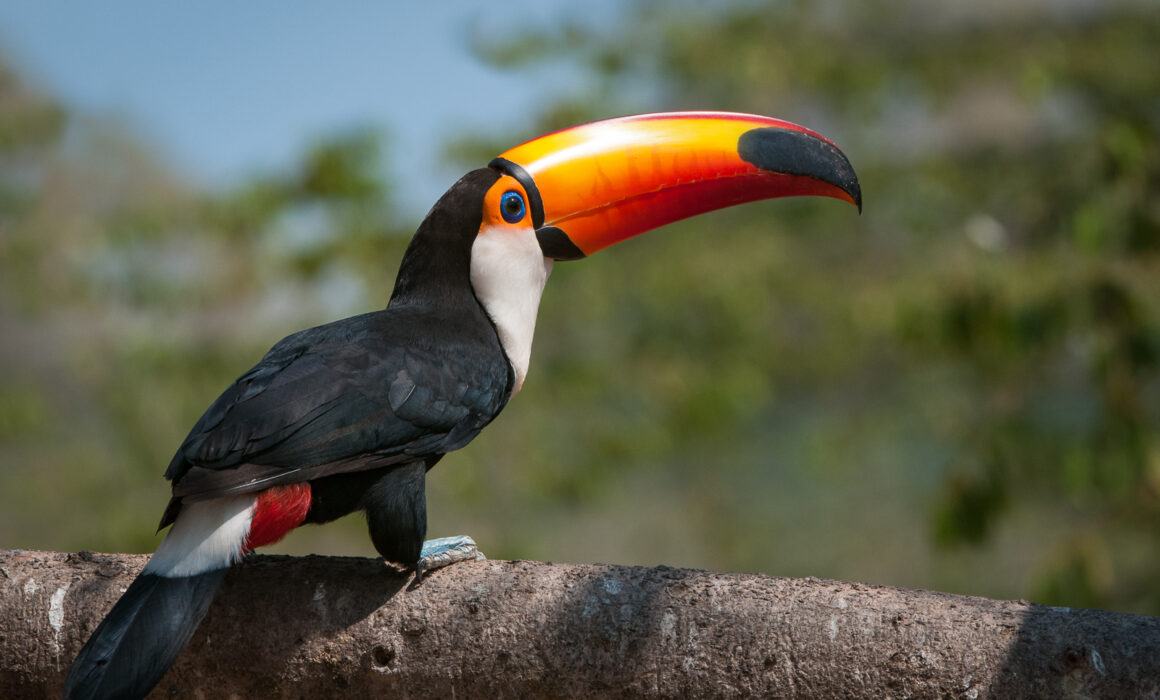 Toco Toucan, Pantanal, Brazil